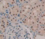 Used in DAB staining on fromalin fixed paraffin- embedded kidney tissue