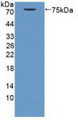 Western Blot; Sample: Recombinant PNR, Human.