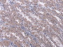 DAB staining on IHC-P; Samples: Human Stomach Tissue.