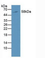 Western Blot; Sample: Mouse Liver Tissue.