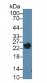 Western Blot; Sample: Mouse Stomach lysate; Primary Ab: 1µg/ml Rabbit Anti-Mouse NT5C Antibody Second Ab: 0.2µg/mL HRP-Linked Caprine Anti-Rabbit IgG Polyclonal Antibody