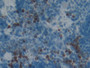 DAB staining on IHC-P; Samples: Rat Spleen Tissue;  Primary Ab: 10µg/ml Rabbit Anti-Rat PGLYRP1 Anti