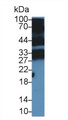 Western Blot; Sample: Mouse Thymus lysate; Primary Ab: 5µg/ml Rabbit Anti-Mouse PGLYRP1 Antibody Second Ab: 0.2µg/mL HRP-Linked Caprine Anti-Rabbit IgG Polyclonal Antibody