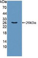 Western Blot; Sample: Recombinant TNFSF9, Human.