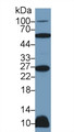Western Blot; Sample: Rat Heart lysate; Primary Ab: 2µg/ml Rabbit Anti-Human TNFSF12 Antibody Second Ab: 0.2µg/mL HRP-Linked Caprine Anti-Rabbit IgG Polyclonal Antibody