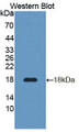 Western Blot; Sample: Recombinant protein.