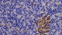 DAB staining on IHC-P; Samples: Porcine Pancreas Tissue; Primary Ab: 20μg/ml Rabbit Anti-Human TNFRSF21 Antibody Second Ab: 2µg/mL HRP-Linked Caprine Anti-Rabbit IgG Polyclonal Antibody