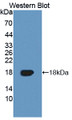 Western Blot; Sample: Recombinant protein.