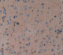Tumor Necrosis Factor Receptor Superfamily, Member 19 Like Protein (Tnfrsf19L) Polyclonal Antibody, Cat#CAU22995
