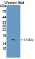 Western Blot; Sample: Recombinant protein.