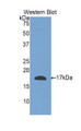 Western Blot; Sample: Recombinant protein.