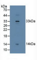 Western Blot; Sample: Human Placenta Tissue.