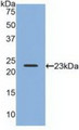 Western Blot; Sample: Recombinant RLN2, Human.