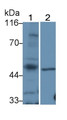 Western Blot; Sample: Lane1: Mouse Liver lysate; Lane2: Rat Lung lysate; Primary Ab: 2μg/ml Rabbit Anti-Human TAT Antibody; Second Ab: 0.2µg/mL HRP-Linked Caprine Anti-Rabbit IgG Polyclonal Antibody;