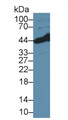 Western Blot; Sample: Human MCF7 cell lysate; Primary Ab: 2µg/ml Rabbit Anti-Human BCAT2 Antibody Second Ab: 0.2µg/mL HRP-Linked Caprine Anti-Rabbit IgG Polyclonal Antibody