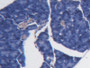 DAB staining on IHC-P; Samples: Mouse Pancreas Tissue;  Primary Ab: 20µg/ml Rabbit Anti-Mouse BCAT1