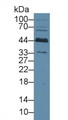 Western Blot; Sample: Rat Cerebrum lysate; Primary Ab: 2µg/ml Rabbit Anti-Human BCAT1 Antibody Second Ab: 0.2µg/mL HRP-Linked Caprine Anti-Rabbit IgG Polyclonal Antibody