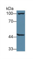 Western Blot; Sample: Mouse Liver lysate; Primary Ab: 1µg/ml Rabbit Anti-Mouse AGXT2 Antibody Second Ab: 0.2µg/mL HRP-Linked Caprine Anti-Rabbit IgG Polyclonal Antibody