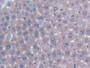 DAB staining on IHC-P; Samples: Mouse Liver Tissue;  Primary Ab: 20µg/ml Rabbit Anti-Mouse AGXT2 Ant