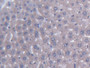 DAB staining on IHC-P; Samples: Mouse Liver Tissue