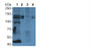 Western Blot; Sample: Lane1: Mouse Heart lysate; Lane2: Mouse Cerebrum lysate; Lane3: Mouse Lung lysate; Lane4: Mouse Kidney lysate; Primary Ab: 5µg/ml Rabbit Anti-Mouse PLCL1 Antibody; Second Ab: 0.2µg/mL HRP-Linked Caprine Anti-Rabbit IgG Polyclonal Antibody;