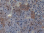 DAB staining on IHC-P; Samples: Rat Adrenal gland Tissue;  Primary Ab: 20µg/ml Rabbit Anti-Rat PLSCR