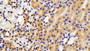 DAB staining on IHC-P; Samples: Mouse Kidney Tissue;  Primary Ab: 10μg/ml Rabbit Anti-Mouse PLSCR3 Antibody Second Ab: 2µg/mL HRP-Linked Caprine Anti-Rabbit IgG Polyclonal Antibody 