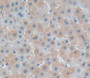 Used in DAB staining on fromalin fixed paraffin- embedded liver tissue