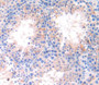 Thrombospondin 4 (Thbs4) Polyclonal Antibody, Cat#CAU23069