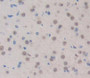 Used in DAB staining on fromalin fixed paraffin- embedded brain tissue