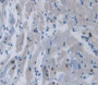 Used in DAB staining on fromalin fixed paraffin- embedded heart tissue