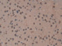 DAB staining on IHC-P; Samples: Mouse Brain Tissue