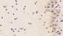 DAB staining on IHC-P; Samples: Rat Cerebrum Tissue;  Primary Ab: 10μg/ml Rabbit Anti-Rat TOP1MT Antibody Second Ab: 2µg/mL HRP-Linked Caprine Anti-Rabbit IgG Polyclonal Antibody 