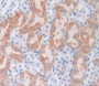Arginase Ii (Arg2) Polyclonal Antibody, Cat#CAU23084
