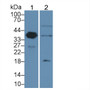 Western Blot; Sample: Lane1: Porcine Kidney lysate; Lane2: Rat Kidney lysate; Primary Ab: 2µg/ml Rabbit Anti-Human Arg2 Antibody; Second Ab: 0.2µg/mL HRP-Linked Caprine Anti-Rabbit IgG Polyclonal Antibody;