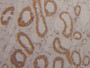 DAB staining on IHC-P; Samples: Human Kidney Tissue;  Primary Ab: 2µg/ml Rabbit Anti-Human Arg2 Anti