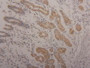 Figure. DAB staining on IHC-P; Samples: Human Stomach Tissue.