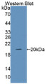 Western Blot; Sample: Recombinant protein.