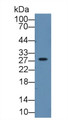 Western Blot; Sample: Mouse Skin lysate&lt;br/&gt;Primary Ab: 2µg/mL Rabbit Anti-Human TPSb2 Antibody&lt;br/&gt;Second Ab: 0.2µg/mL HRP-Linked Caprine Anti-Rabbit IgG Polyclonal Antibody&lt;br/&gt;