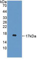 Western Blot; Sample: Recombinant DDT, Mouse.