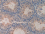 DAB staining on IHC-P;&lt;br/&gt;Samples: Mouse Testis Tissue