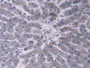 DAB staining on IHC-P; Samples: Human Liver Tissue)