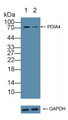 Knockout Varification: ; Lane 1: Wild-type Hela cell lysate; ; Lane 2: PDIA4 knockout Hela cell lysate; ; Predicted MW: 73kd ; Observed MW: 73kd; Primary Ab: 3µg/ml Rabbit Anti-Human PDIA4 Antibody; Second Ab: 0.2µg/mL HRP-Linked Caprine Anti-Rabbit IgG Polyclonal Antibody;