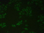 FITC staining on IHC-P; Samples: Human Hela Cells