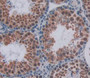 Used in DAB staining on fromalin fixed paraffin- embedded testis tissue