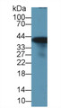 Western Blot; Sample: Rat Liver lysate; Primary Ab: 1µg/ml Rabbit Anti-Rat GS Antibody Second Ab: 0.2µg/mL HRP-Linked Caprine Anti-Rabbit IgG Polyclonal Antibody