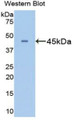 Western Blot; Sample: Recombinant protein.