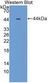 Western Blot; Sample: Recombinant protein.