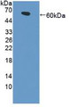 Western Blot; Sample: Recombinant LRP4, Human.