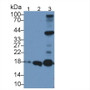 Western Blot; Sample: Lane1: Human K562 cell lysate; Lane2: Porcine Heart lysate; Lane3: Mouse Heart lysate;&lt;br/&gt;Primary Ab: 1µg/ml Rabbit Anti-Human APOO Antibody&lt;br/&gt;Second Ab: 0.2µg/mL HRP-Linked Caprine Anti-Rabbit IgG Polyclonal Antibody&lt;br/&gt;